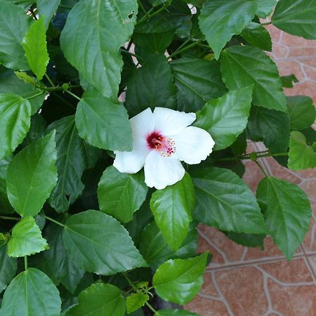 Cabanas Henua Iti ハンガ・ロア エクステリア 写真